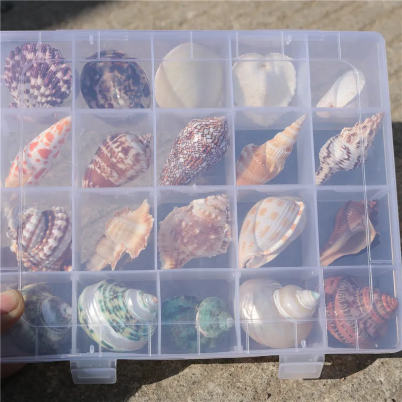 Образцы из натуральных ракушек контейнер подарочные коробки подарки украшения