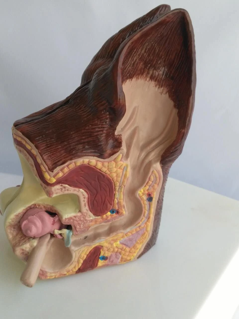 

Dog ear lesion anatomical model anatomy animal Veterinary dog skeleton models medical Teaching aids