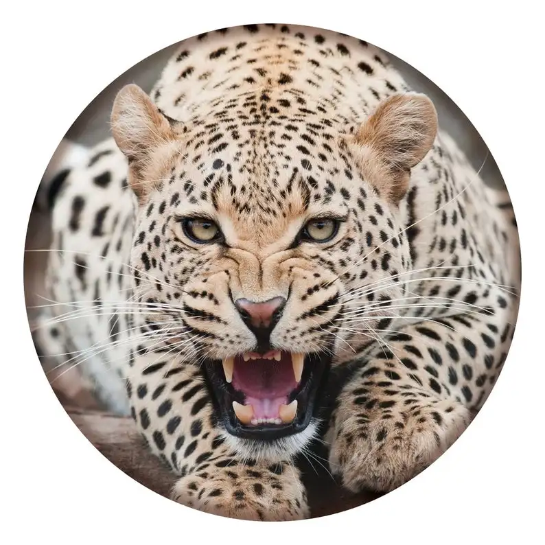 

2021 Cheetah circle sticker