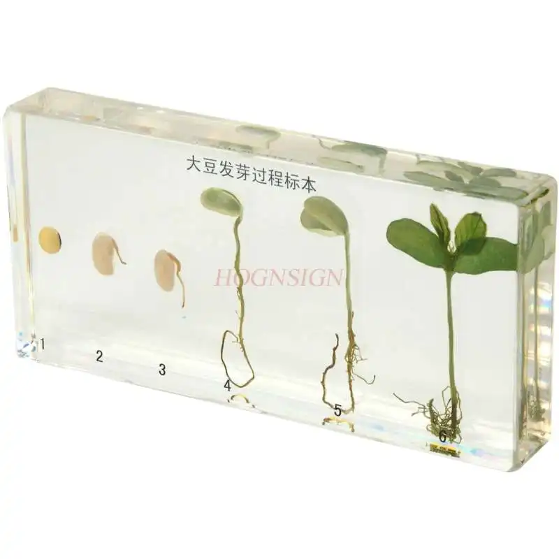 Когнитивный образец семян растений для обучения в детском саду смола