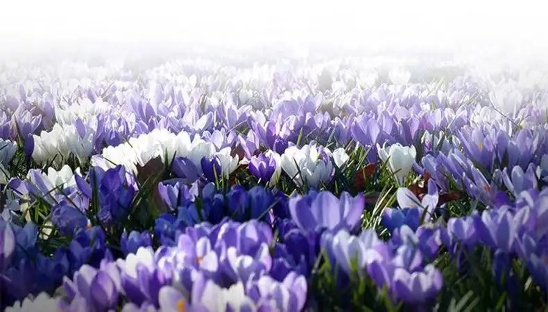 Цветок для здоровья | Дом и сад