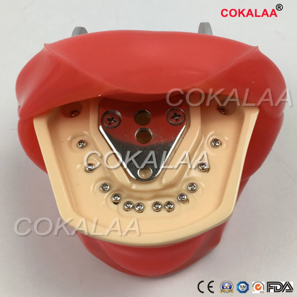 Обучение студентов обучающая модель стоматологического фантомная головка
