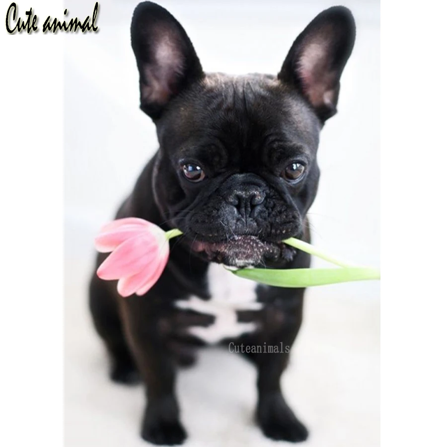 

5D алмазная картина Французский бульдог цветок полный квадратный круглый дрель Алмазная мозаика набор крестиков ПЭТ Алмазная вышивка собаки