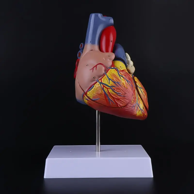 

В разобранном виде анатомическая модель сердца человека анатомии внутренних органов обучения вспомогательного средства X3UE