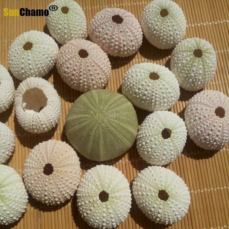 3 шт. ракушки для морского ворса 3-5 см | Дом и сад