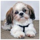 Собака Ши-тцу, diy алмазная живопись ручной работы, животные полностью Квадратный бриллиант, 5D, Набор для вышивки крестом, алмазная вышивка, мозаика, домашний декор