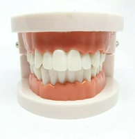 adult dental standard kids teaching equipment study educational communication supplies typodont demonstration teeth model