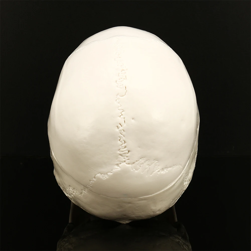 Вечерние скелет для медицинской учебной реалистичный реквизит Реплика