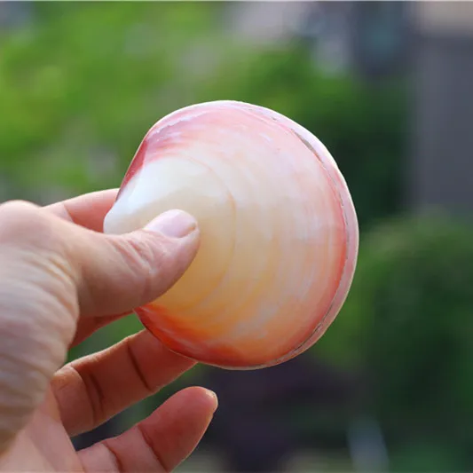 Бесплатная доставка натуральный раковины розовый моллюск гребешок девушка