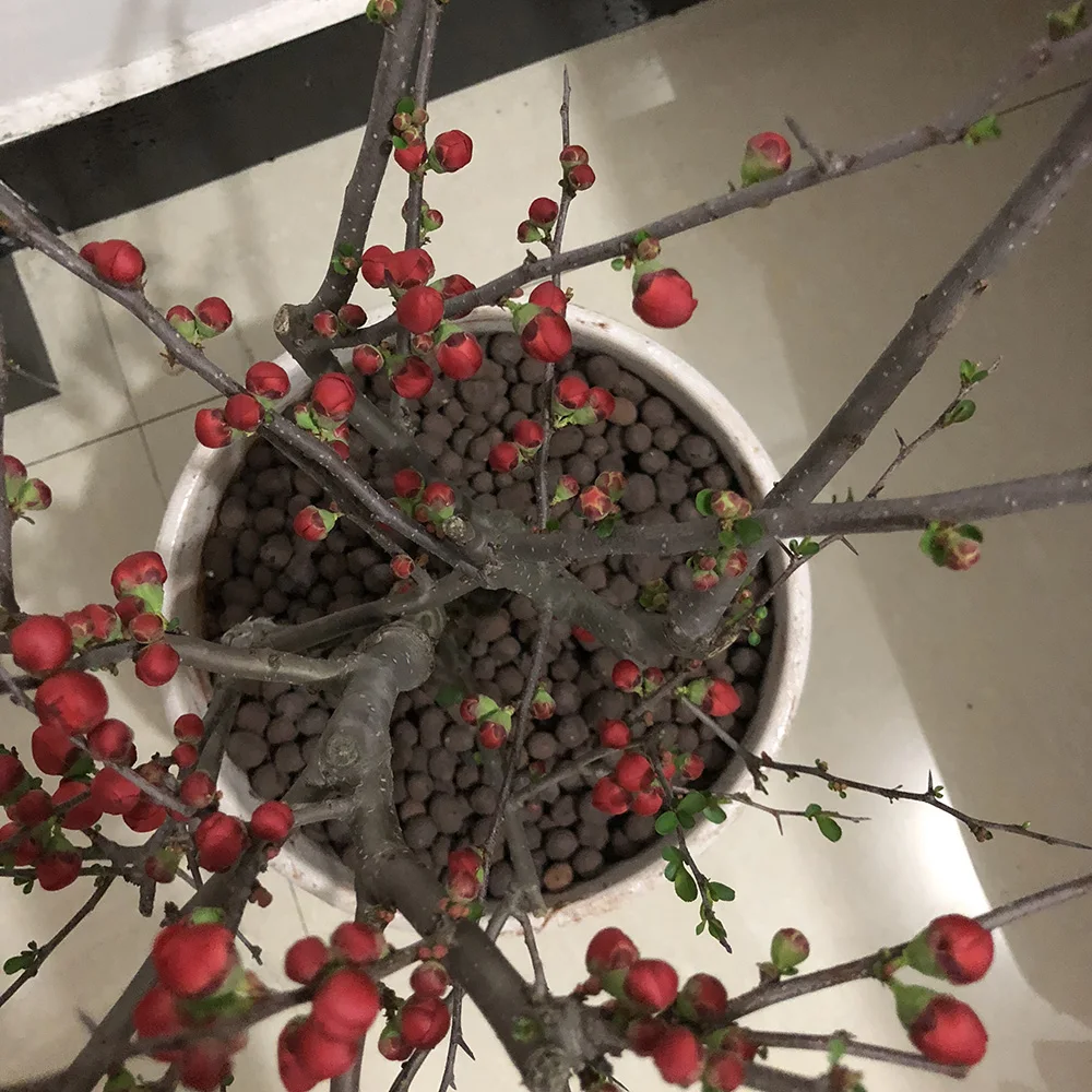 100 г/упаковка керамическая гидропонная почва с отрицательными ионами | Дом и сад