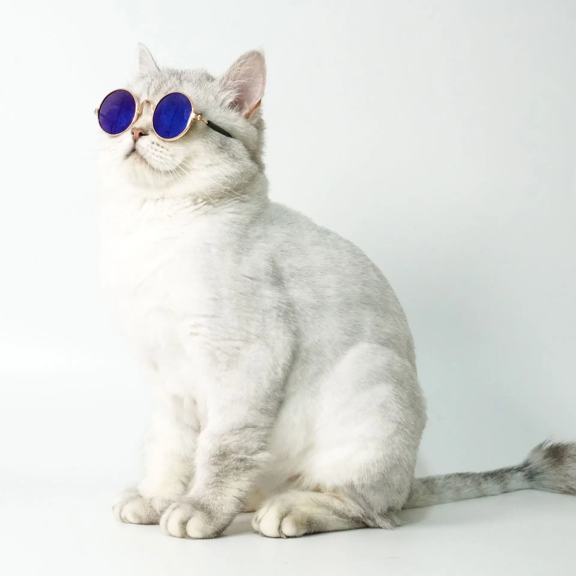 Очки для собак товары домашних животных солнцезащитные реквизит фотографий