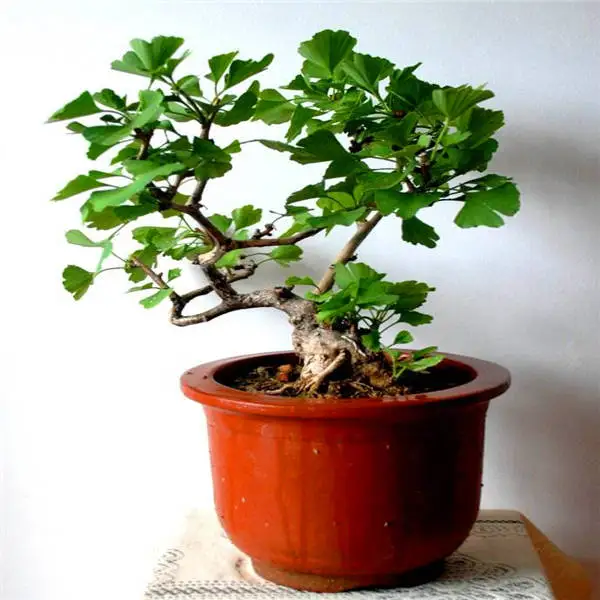 20 шт Albizia(акация) Julibrissin дерево(Мимоза/персидское шелковое дерево) мини цветок бонсай в горшках, diy домашний миниатюрный садовый завод - Цвет: 2