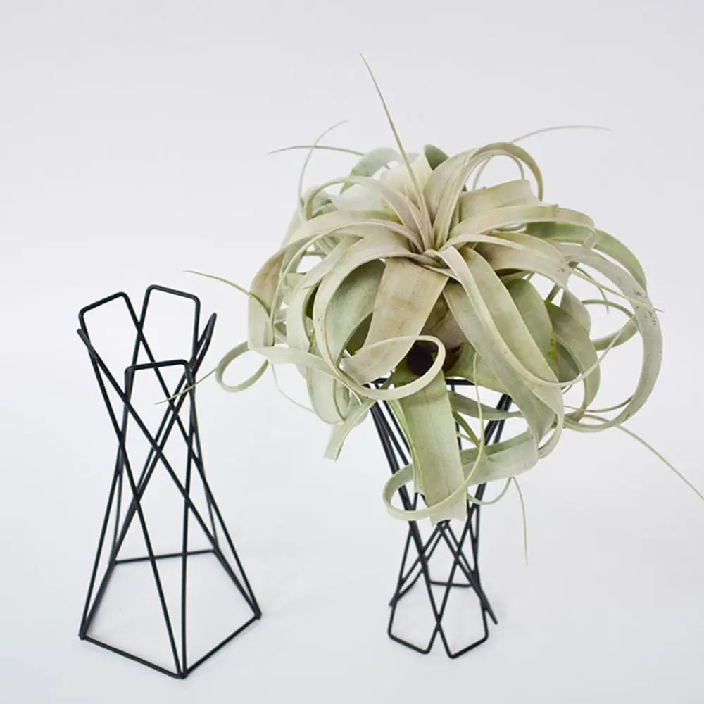 

2Pcs Air Plant Holder Home Iron Art Plant Stand Creative Plant Display Rack