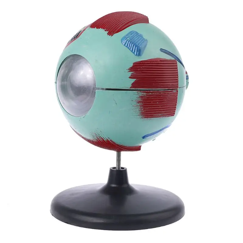 6x съемная модель глазного яблока для человеческого глаза внутренняя структура