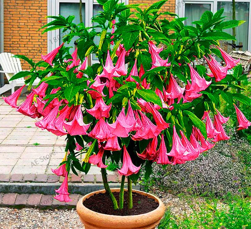 17 Свежий 100 шт редкий Datura бонсай бругмансия Suaveolens фламенко Красивая Мандала Цветок садовый многолетник Горшечное растение - Цвет: 17