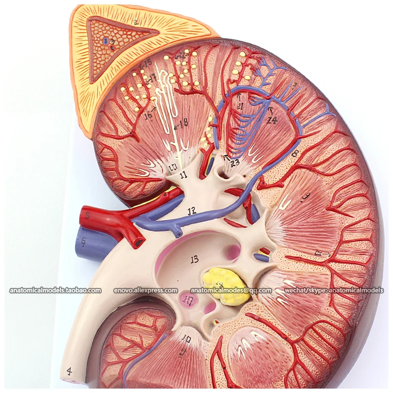 

12431 / Medical Anatomy Kidney Model on Stand 3x Life Size, Medical Science Educational Teaching Anatomical Models
