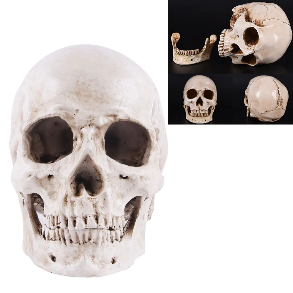 

Simulation Resin Lifesize 1:1 Human Model Anatomical Tracing Teaching Skeleton Decoration Statue