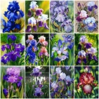 Алмазная вышивка Цветок ириса, квадратнаякруглая