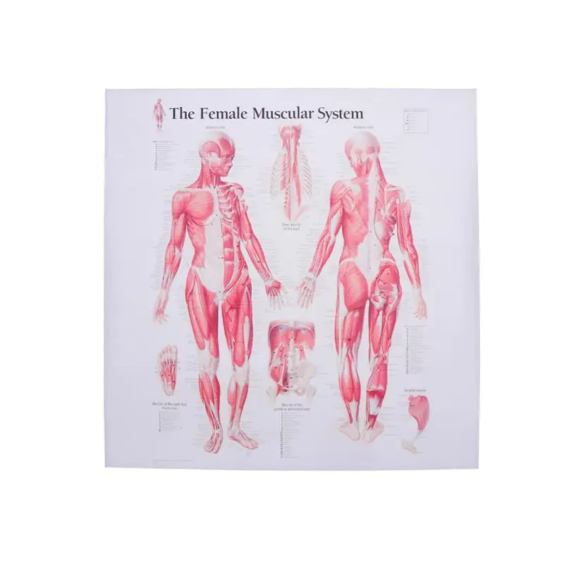 

Female Muscular System Canvas Poster Anatomical Hanging Picture Room Decoration for Home School Hospital Restaurant