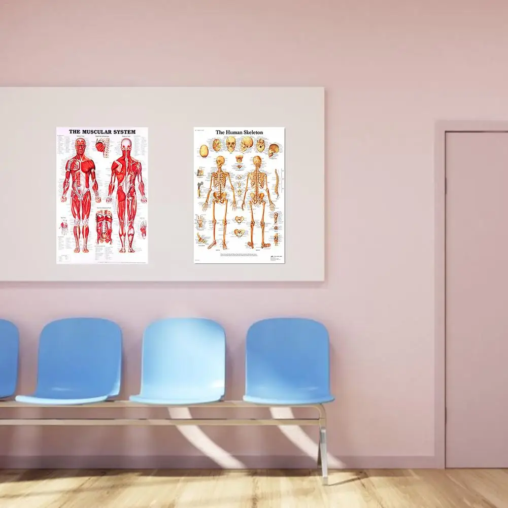 Система анатомии человека художественный плакат печатная карта тела шелковая