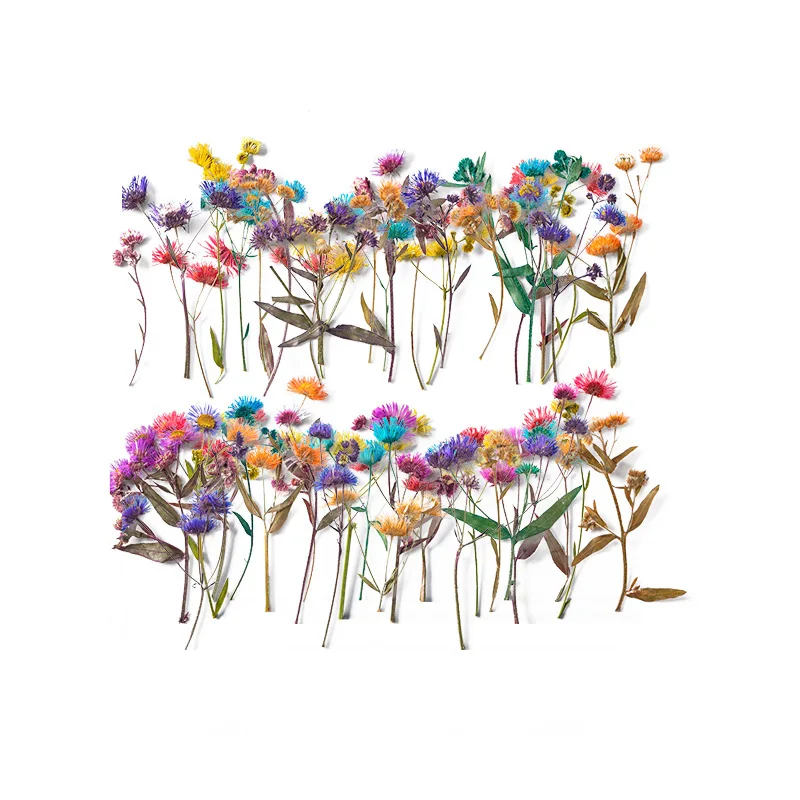 

60pcs Pressed Dried Flower Erigeron Annuus Stem Plant Herbarium Epoxy Resin Jewelry Photo Frame Phone Case Bookmark Making DIY