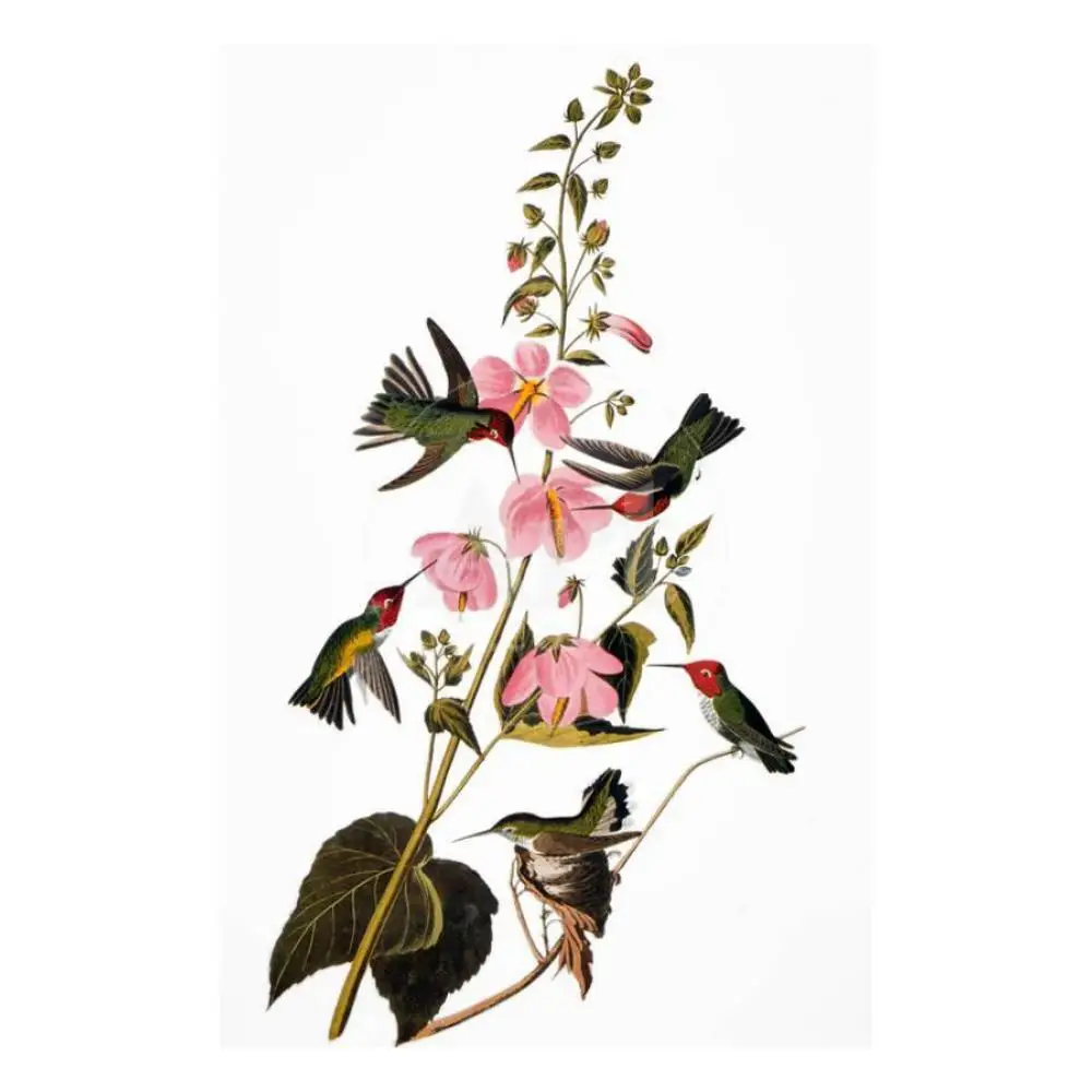 Большой холст украшение на стену живопись маслом Колибри Джон Джеймс Audubon работа
