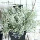 Искусственные растения beisi трава сосновая игла трава эвкалипт поддельный цветок зеленая стена домашний декор Свадьба Рождество латексные растения лист