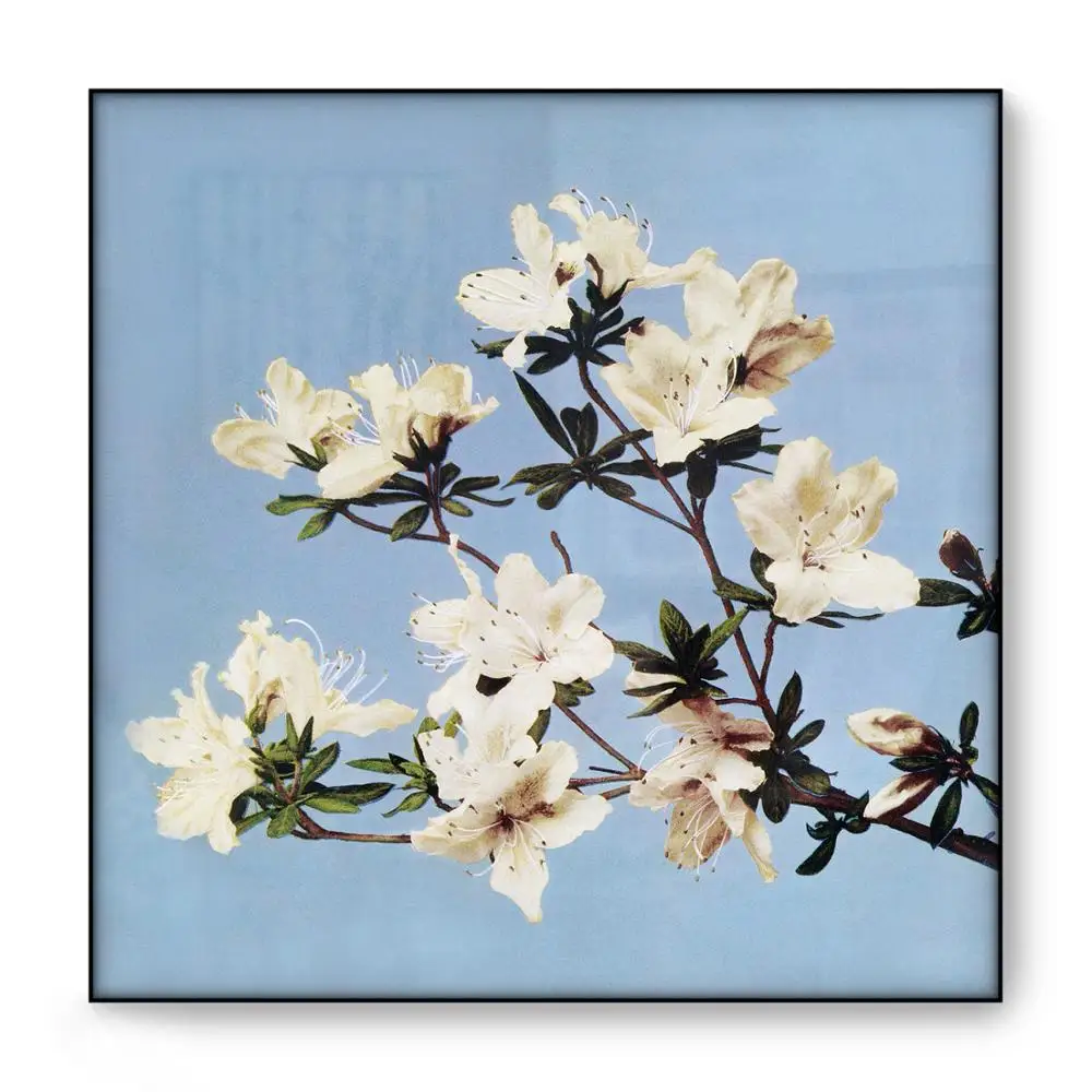 Винтаж плакат Орхидея Azalea цветы Огава Kazumasa японский Wall Art восточные ботанический