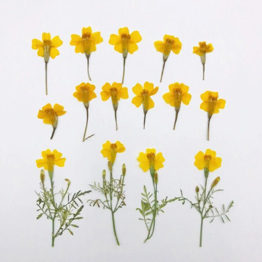 

60pcs 3-6cm Pressed Dried Tagetes Patula L. Yellow Flower Plants Herbarium For Jewelry Bookmark Postcard Phone Case Making