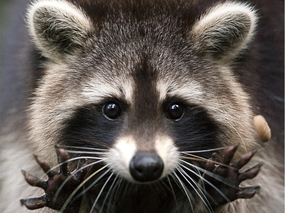 Алмазная 5D Вышивка сделай сам с изображением животных полностью Круглая Мозаика