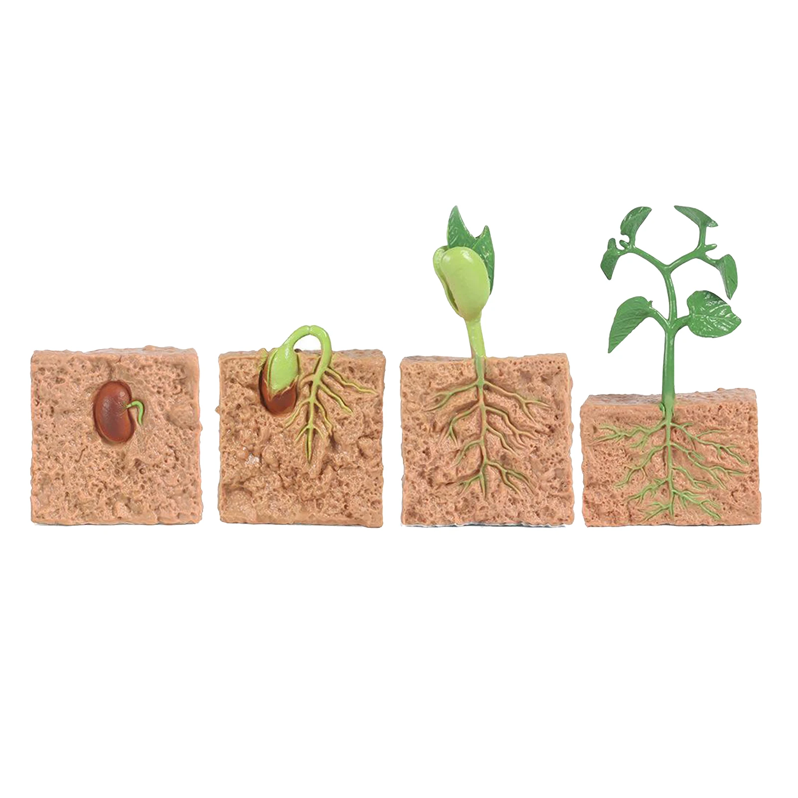 

Plant Seeds Growth Life Cycle Education Learning Imagination