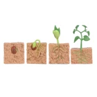 Семена растений, рост, жизненный цикл, обучение воображению