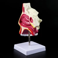 human nasal cavity anatomy model nose cavity structure for science classroom study display teaching x3ue