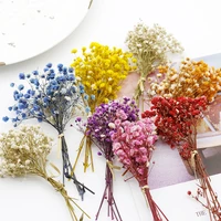 5 to 10g real natural dried flower bouquet gypsophila flowers plants home decoration wedding invitations accessories diy crafts