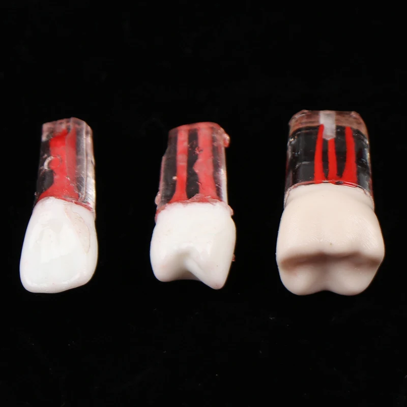 Полимерная Стоматологическая модель для эндодонтической практики с цветным