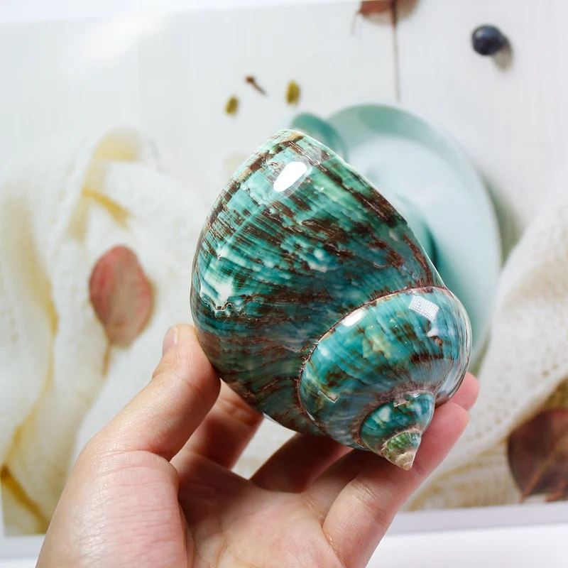 Флуоресцентный узор Улитка Средиземноморский натуральный ракушка коллекция