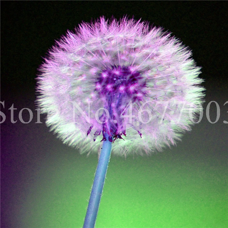 Taraxacum монгольский цветок бонсай, Одуванчик красивый монгольский Одуванчик бонсай Diy товары для домашнего сада травяные плантации 100 шт