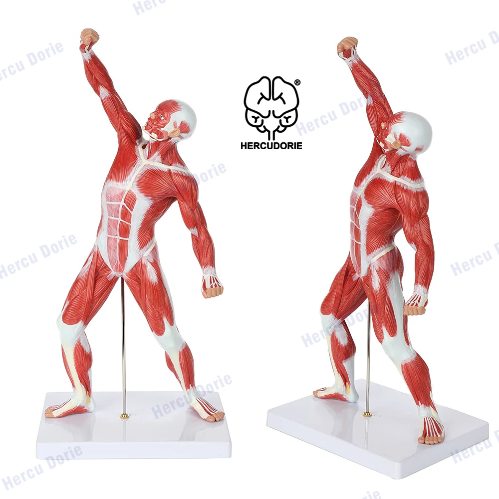 Scientific Miniature Muscular System Model, 20” Human Muscles Anatomy Model Displaying Superficial Muscle Anatomy and Structure