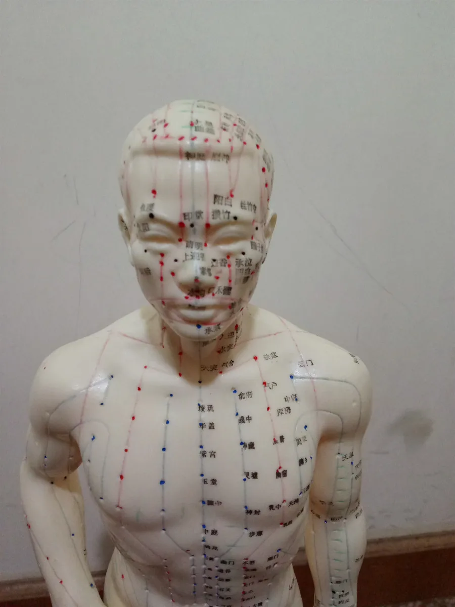 Шиньон 26 см (на китайском языке) тело иглоукалывание мужской лекарственных