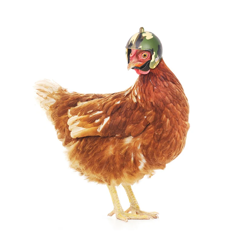 

Chicken Helmet Cap Pet Protective Gear Sun Rain Protection Helmet Toy Bird Hens Small Pet Supplies Costumes Accessories