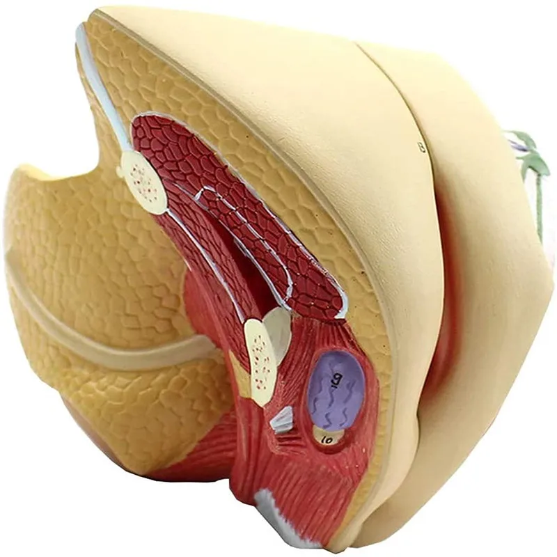

Анатомическая модель женских половых органов SHUNZAOR, 4 части