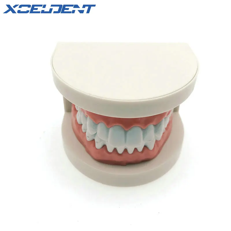 1 шт. модель для обучения и зубам взрослых размер стоматологического инструмента