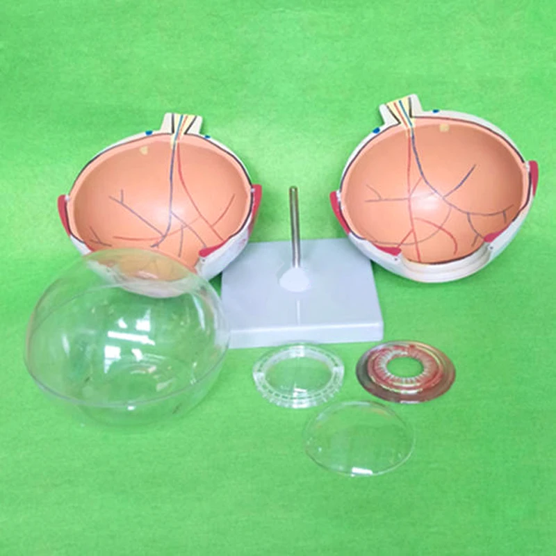 

Human Eyeball Model Eye Magnification Model Eye Anatomy Model School Teacher Guides Human Eyeball Teaching Model Medicine