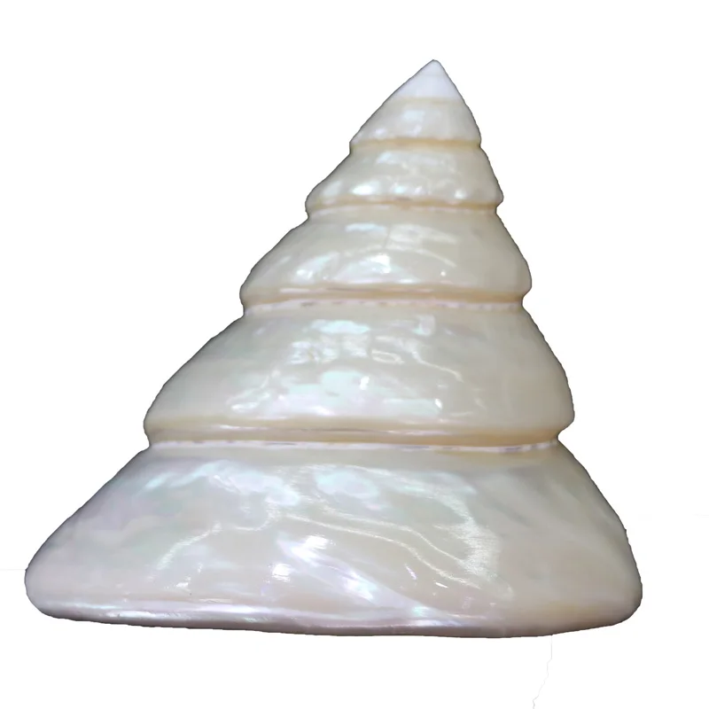 

Luminous shells Luminous tower snails natural conch shells home furnishings aquarium fish tank decoration landscaping gifts gift