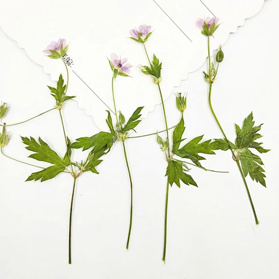 

60pcs Pressed Dried 6-9cm Geranium wilfordii Maxim Flower Plant Herbarium For Jewelry Phone Case Photo Frame DIY Making DIY