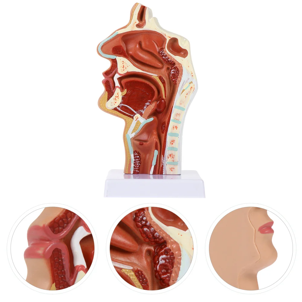 

1Pc Nasal Cavity Model Pharyngeal Nose Throat Pathology Model Teaching Model