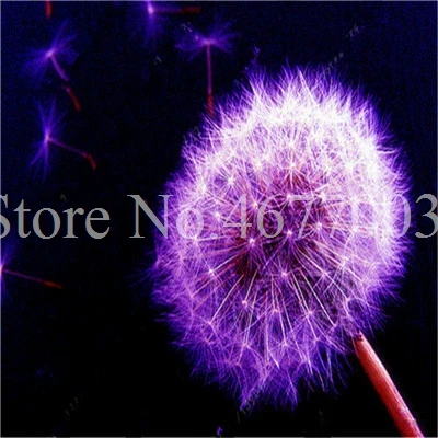 Taraxacum монгольский цветок бонсай, Одуванчик красивый монгольский Одуванчик бонсай Diy товары для домашнего сада травяные плантации 100 шт - Цвет: 100pcs5