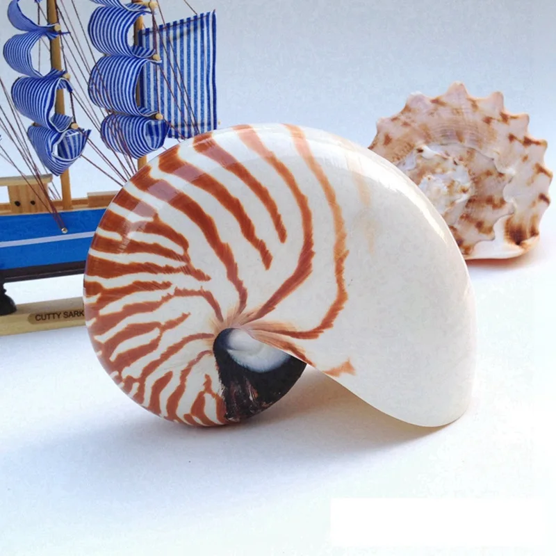 

(1 шт./лот) натуральная раковина и раковина из закаленного материала, украшение для дома, аквариум, ландшафтные раковины, украшения