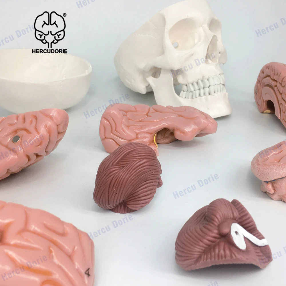 Human Skull and Brain Model 11 Parts Life Size Anatomical Head W/Brain for Medical Teaching Learnin | Канцтовары для офиса и
