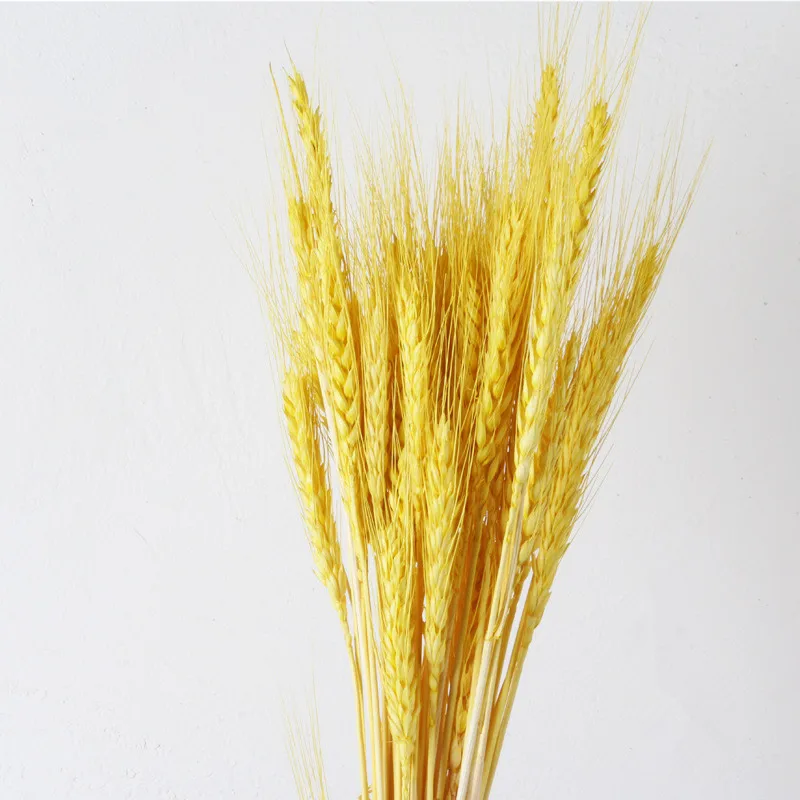 50 шт./лот натуральный цветок пшеничных ушей Натуральные сушеные цветы для